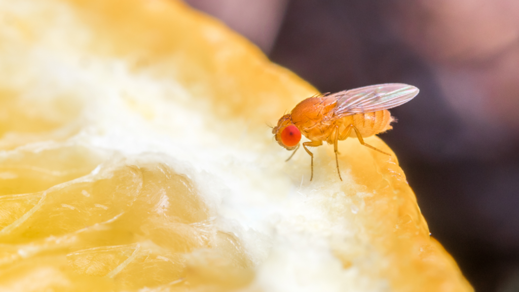 Fruit fly sitting on an orange