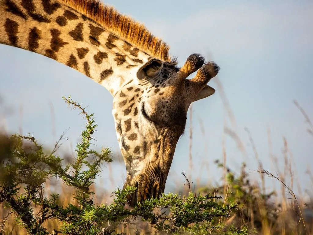 Giraffe eating leaves