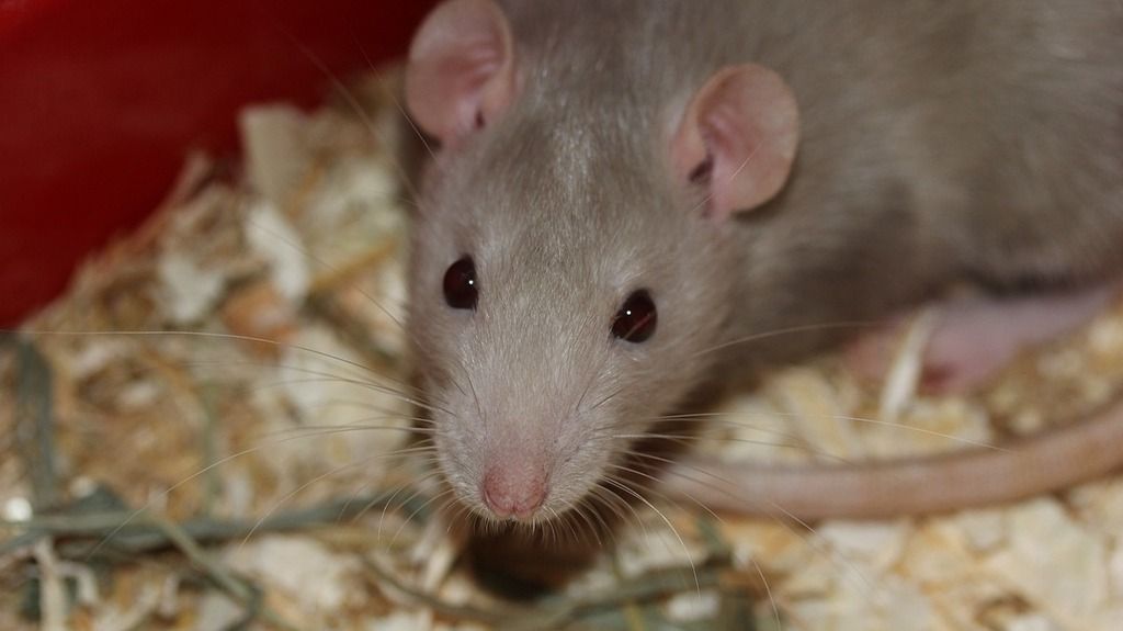 Using video tracking to study operant behavior in rodents
