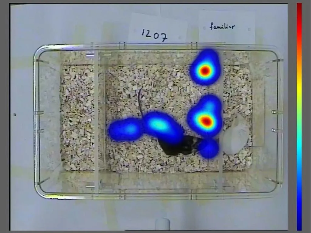 Sociability chamber with overlayed EthoVision XT heatmap