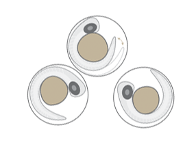 Zebrafish early warning system