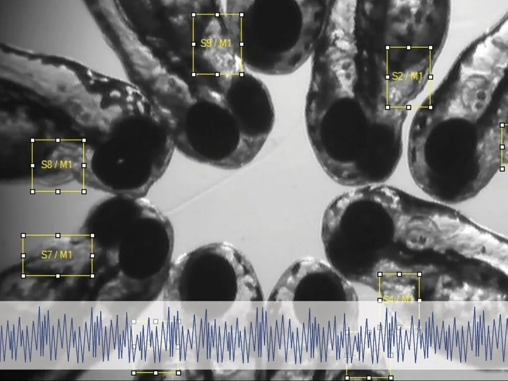 Zebrafish larvae integrated image heartbeat