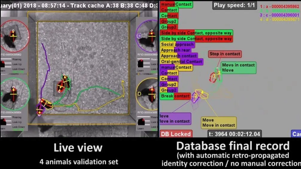 Live mouse tracker EthoVision XT overlay