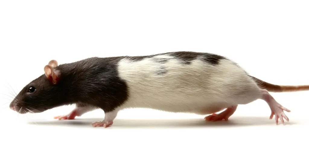 Long evans rat walking