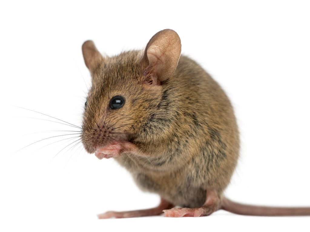 Mouse grooming