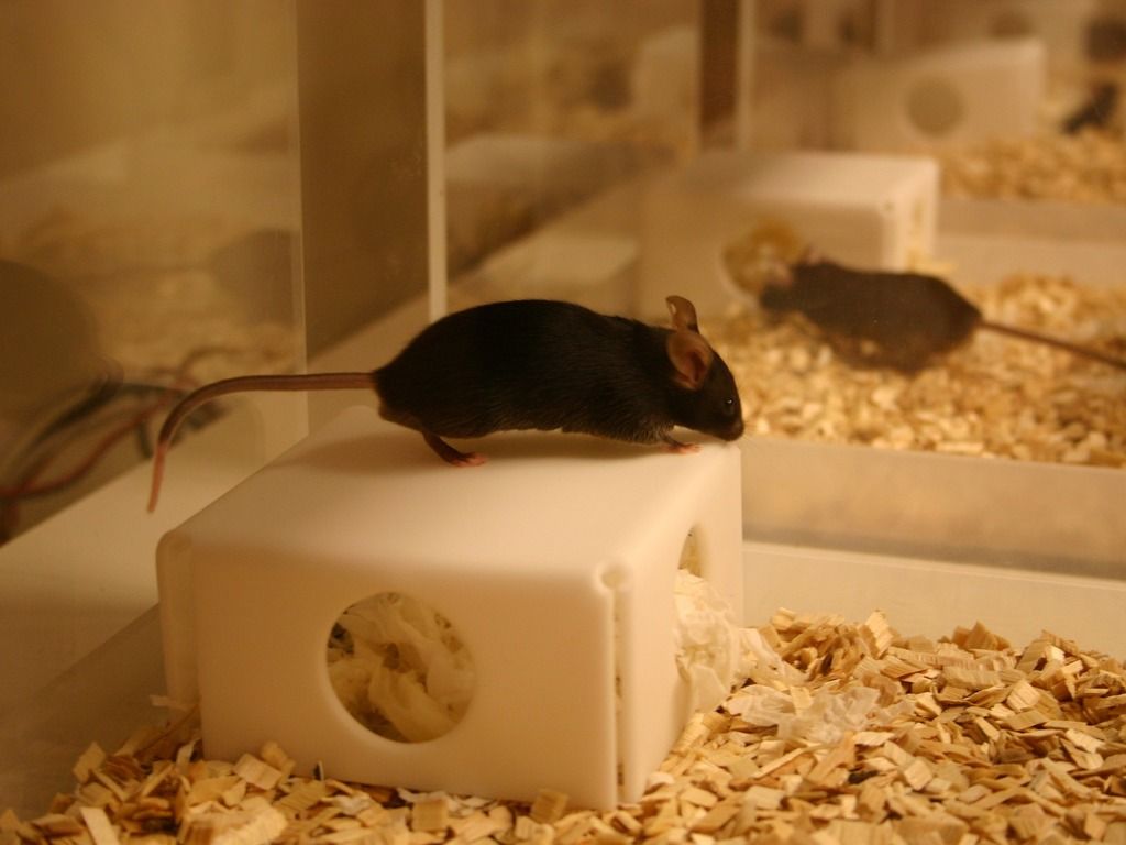 Mouse on shelter in PhenoTyper