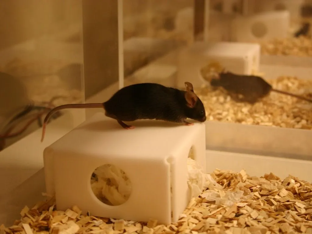 mouse on shelter in PhenoTyper