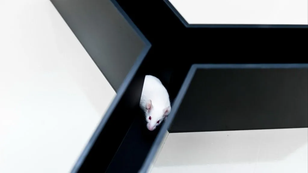 EthoVision XT tracking for any maze or set-up