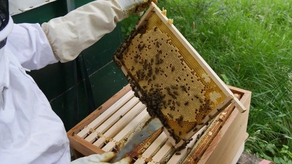 News | brood frame bee keeping at Noldus