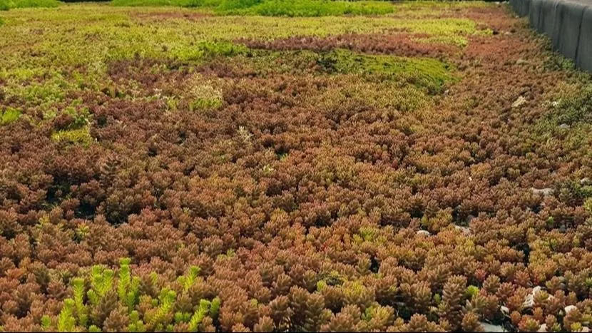 noldus-green-roof