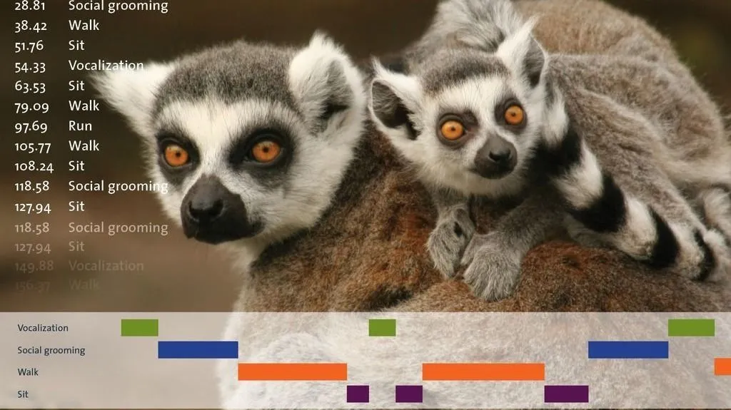 Ringtail lemurs The Observer XT overlay