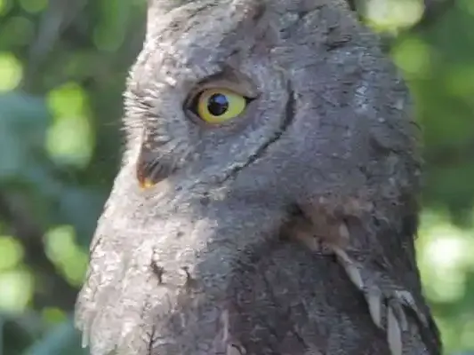 Bird calls with UltraVox XT