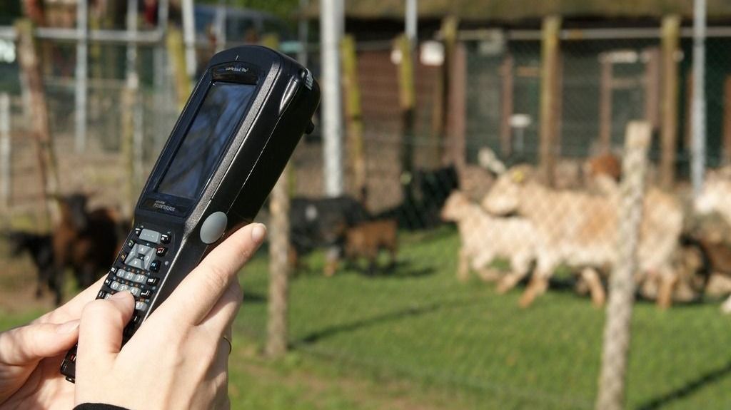 Pocket Observer with goats
