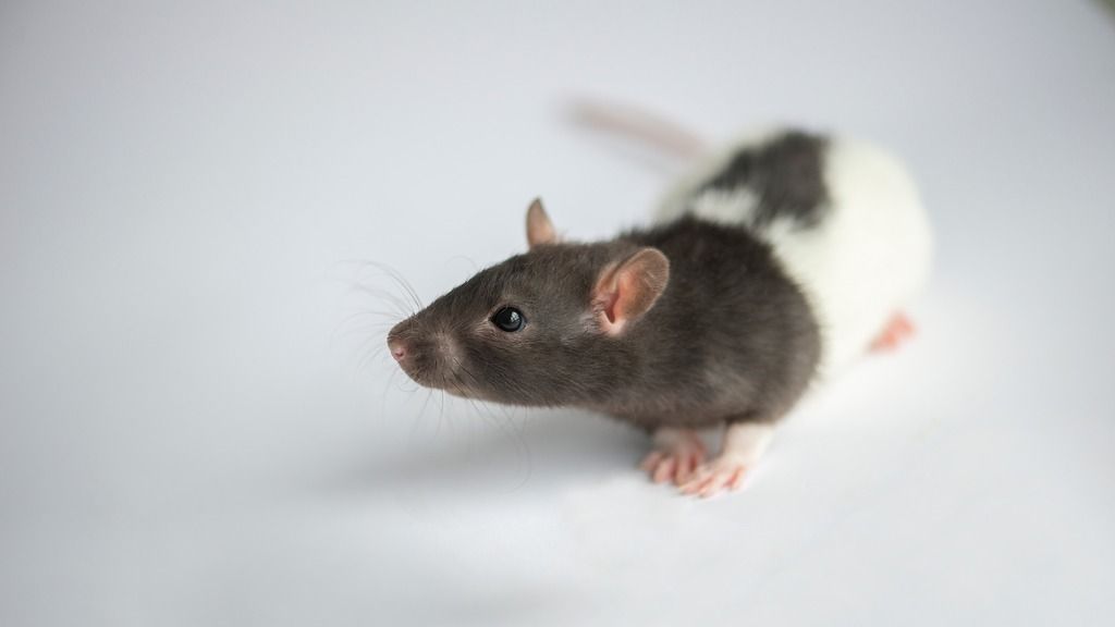 Long-Evans hooded rat
