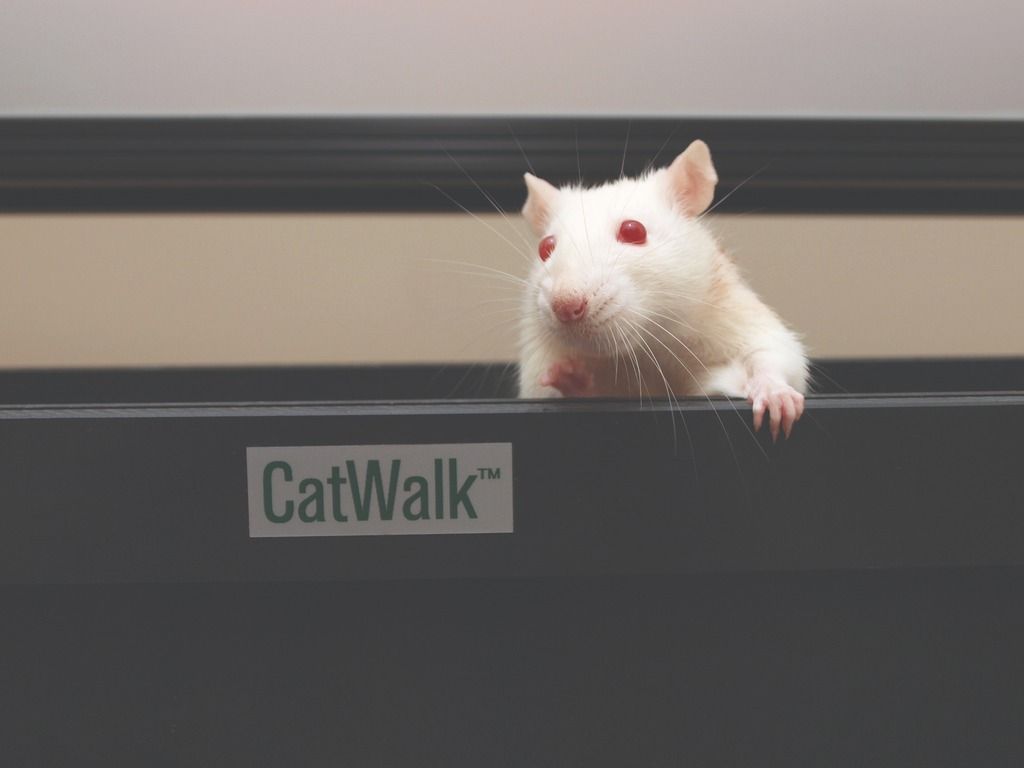 CatWalk in a nutshell