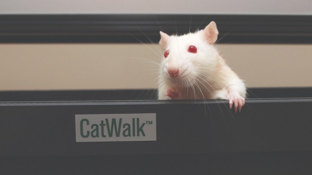 CatWalk