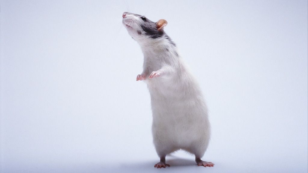 Phenotyping your rodents: Mapping short- and long-term studies