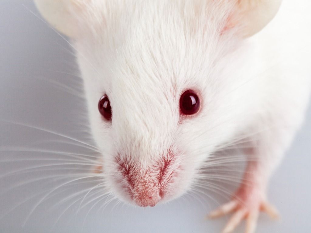 White rat head