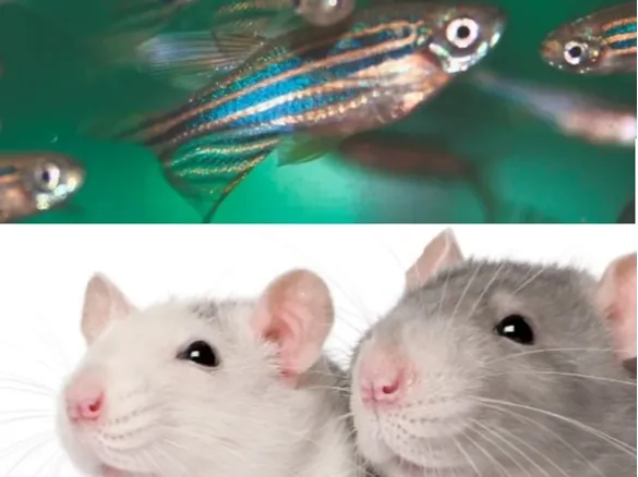 social animal fish and rats