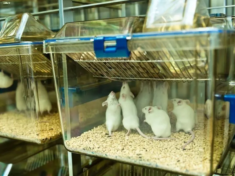 social mice in a home cage