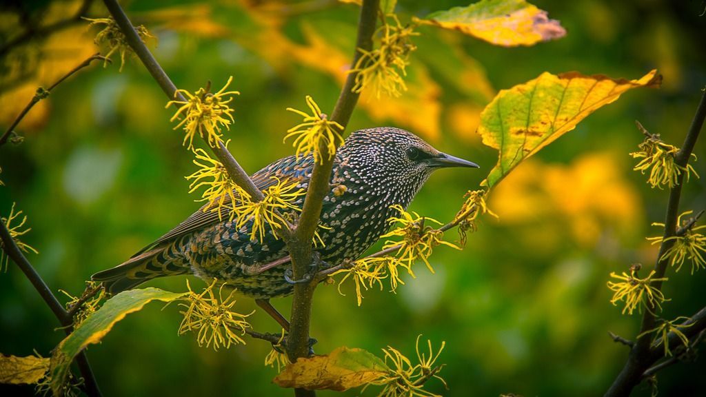 Starling in tree