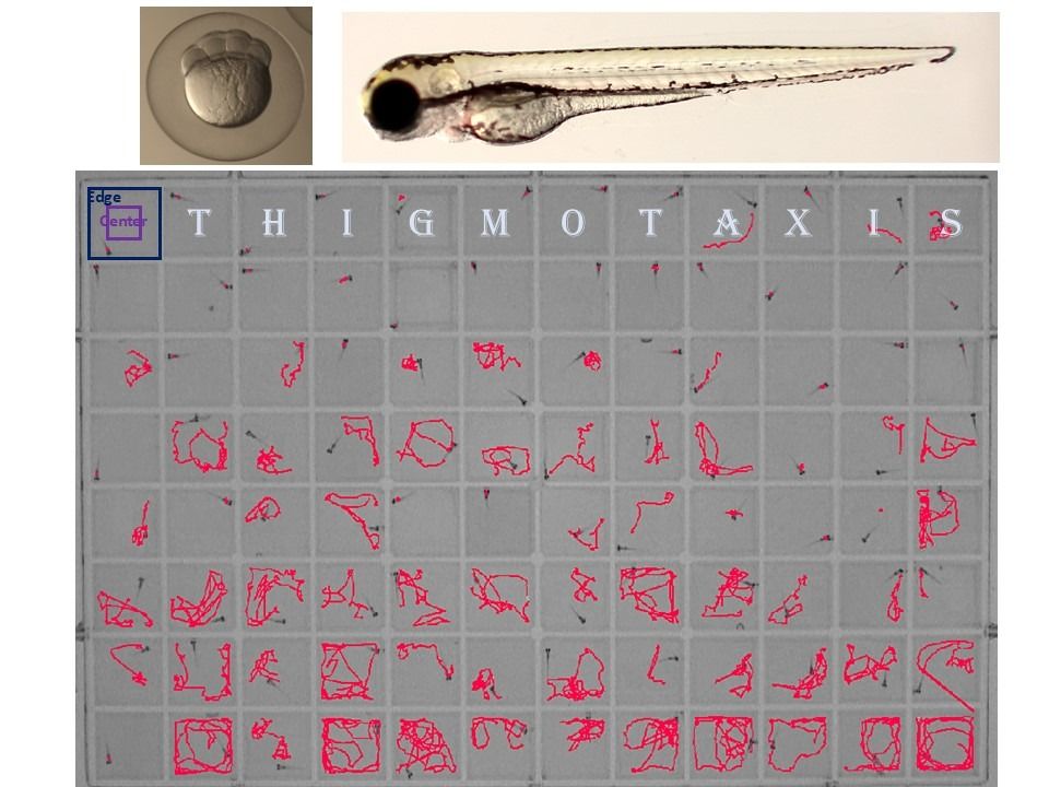 Thigmotaxis Zebrafish DanioVision screenshot