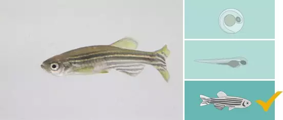 ethovision for zebrafish track3d