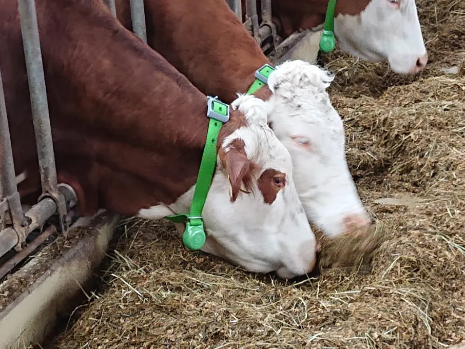 Cows with uwb tags