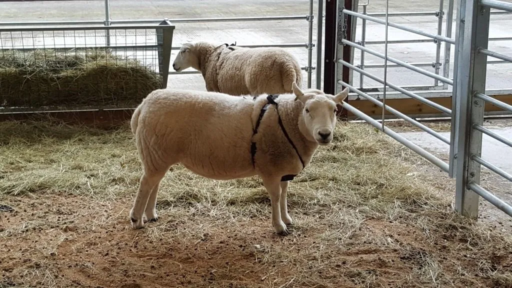 sheep with uwb tags