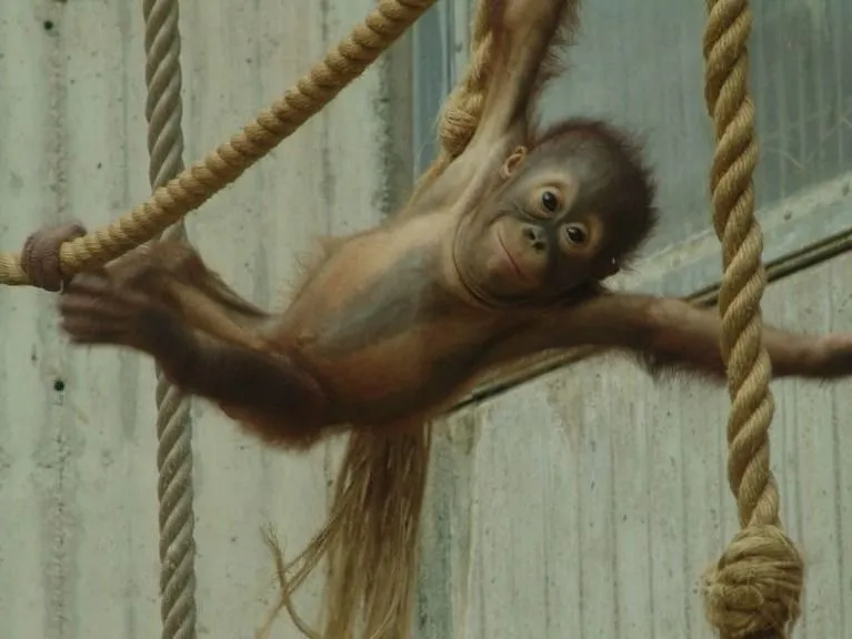 baby Orangutan in a zoo