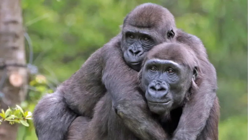 Gorillas communication