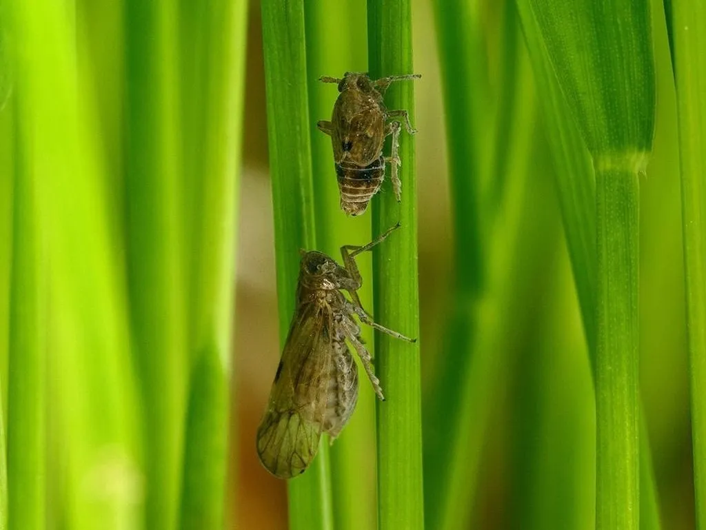 two insects on grass