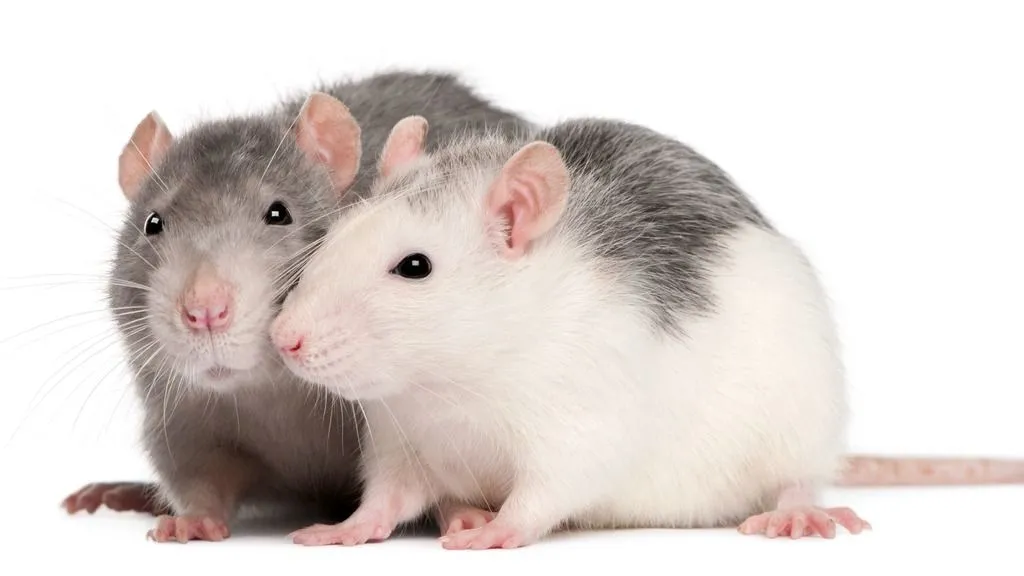 two rats sitting together