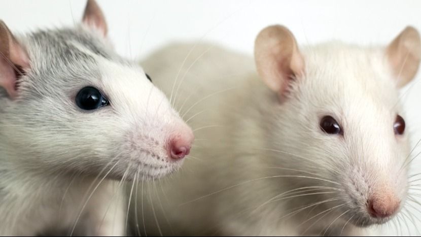 The dilemma of individual versus social housing of mice