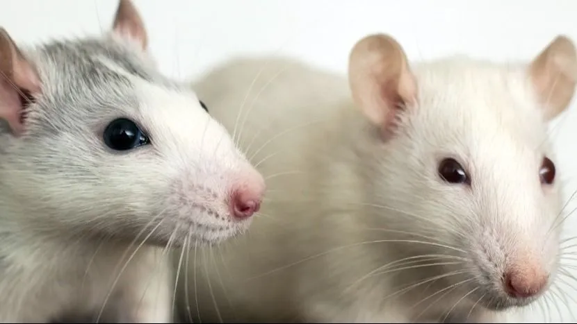 two-white-mice