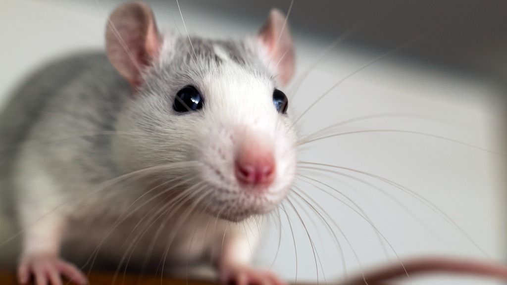 Spotted rat close up