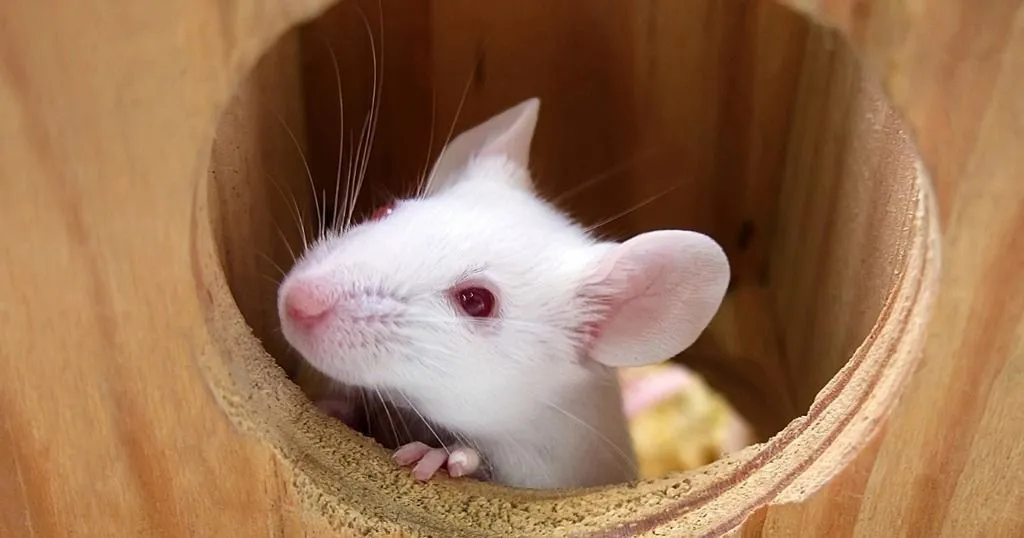 White mouse in a tube