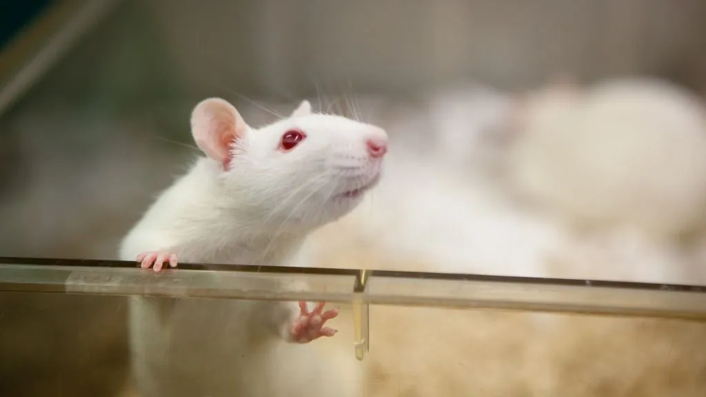 white-rat-close-up-in-home-cage