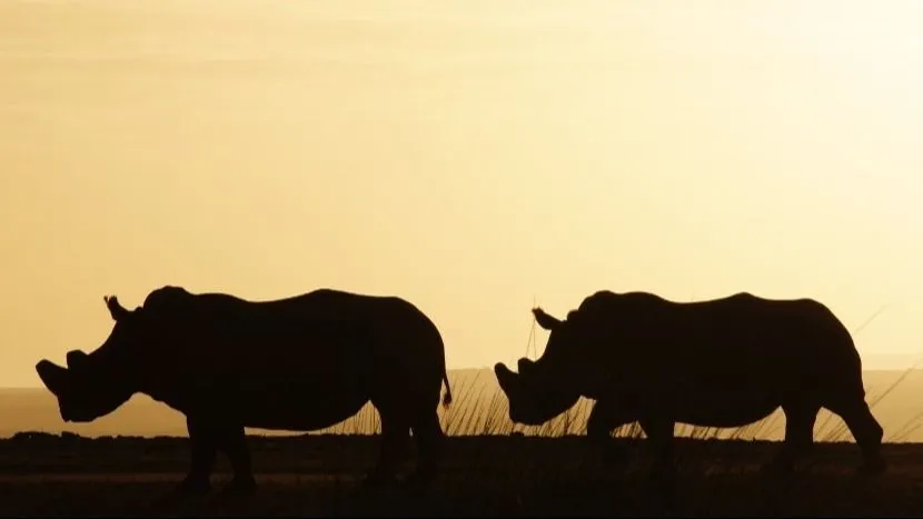 wildlife-forensic-academy-rhinos