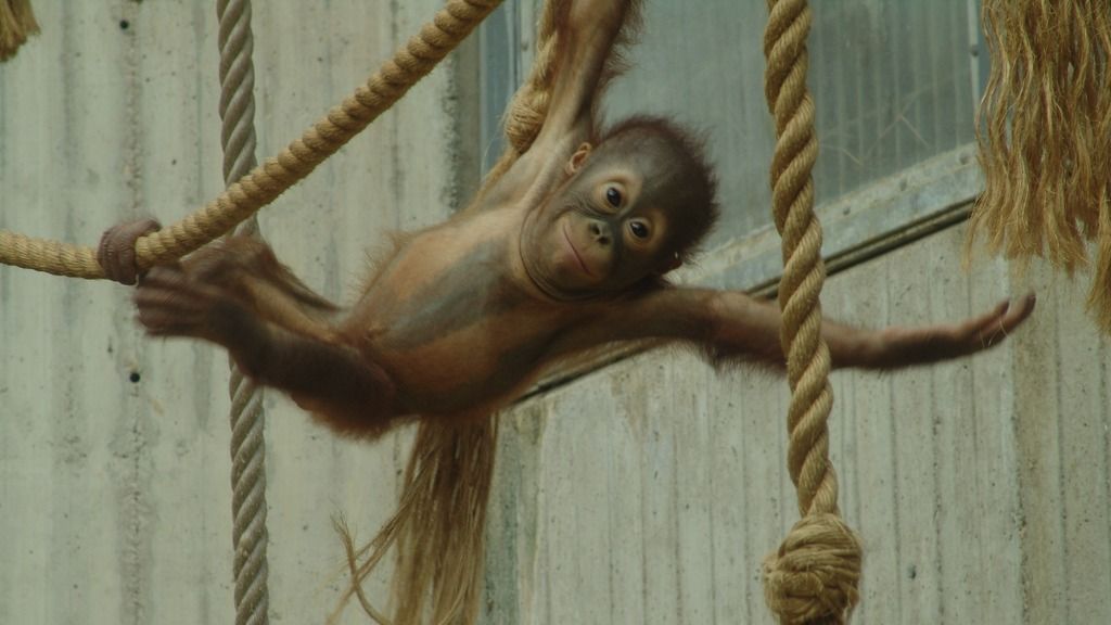 Young orangutan in zoo