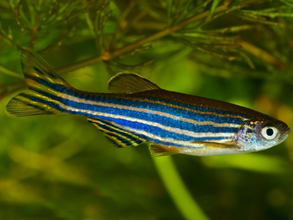 Zebrafish adult in an aquarium