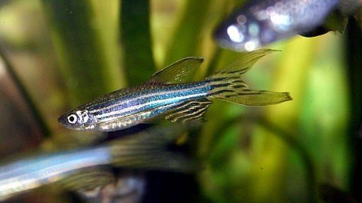 Group of zebrafish