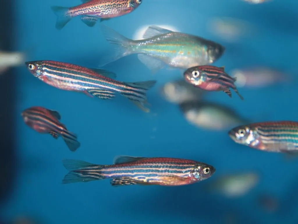 Zebrafish