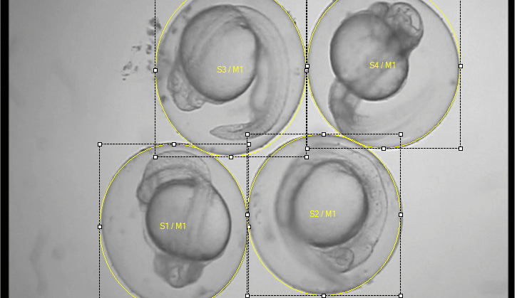 zebrafish embryos