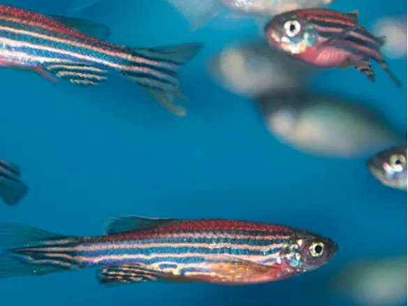 Zebrafish research