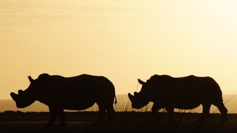 Combatting wildlife crime using cutting edge video technology