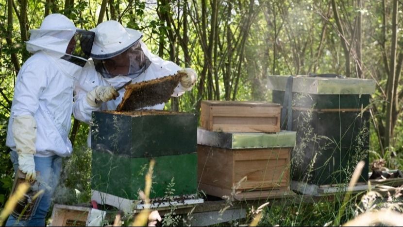Monitoring our bees: why and how
